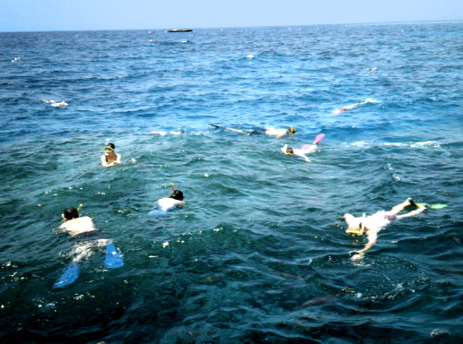 Swimming at Barrier Reef