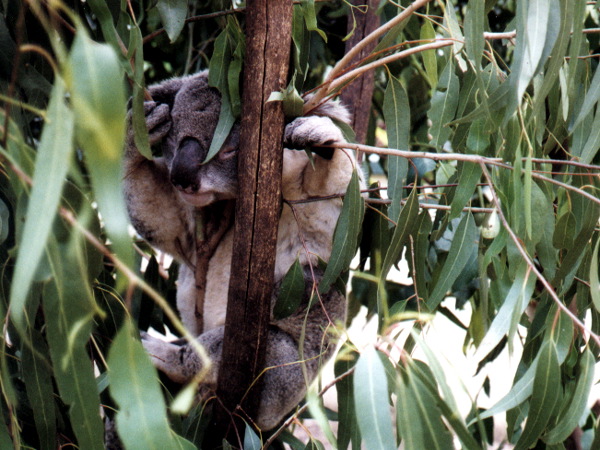 Koala in Tree