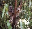 Koala in Tree